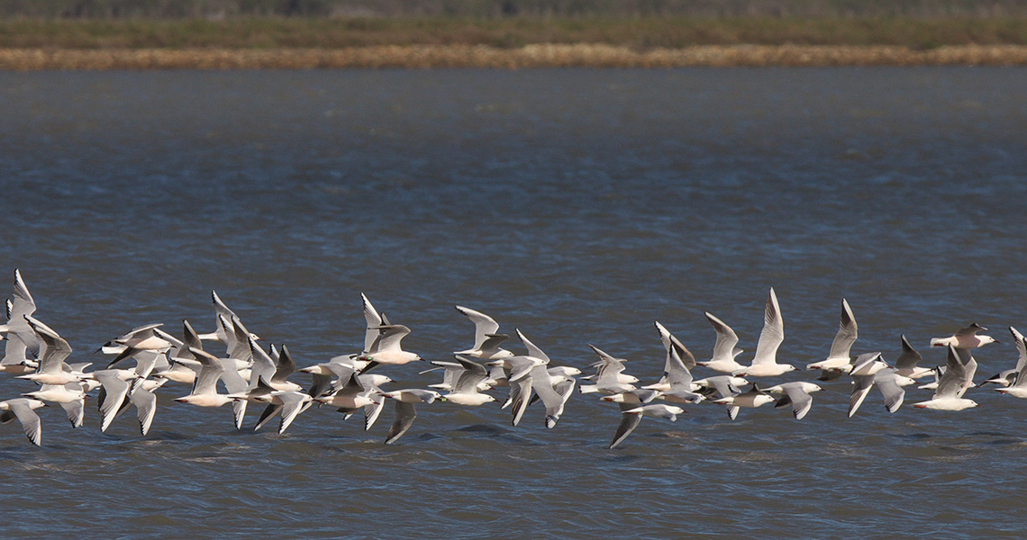 crossbill-guides-camargue-florafauna-04-jack-folkers-slender-billed-gull