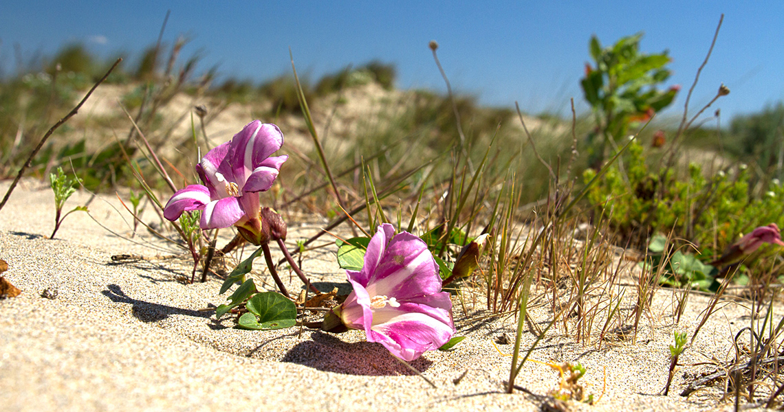 crossbill-guides-camargue-florafauna-05-dirk-hilbers-sea-bindweed