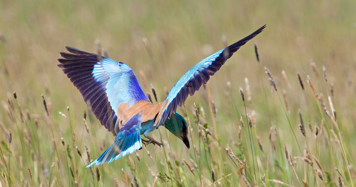 crossbill-guides-camargue-florafauna-06-jack-folkers-roller