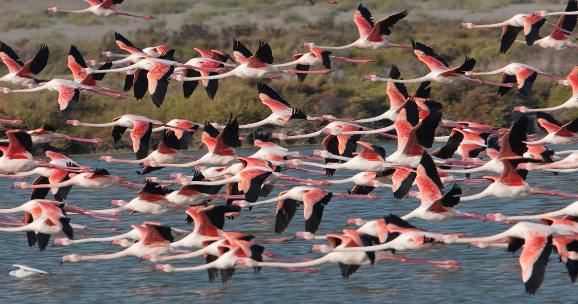 crossbill-guides-camargue-florafauna-08-cor-fikkert-flamingo