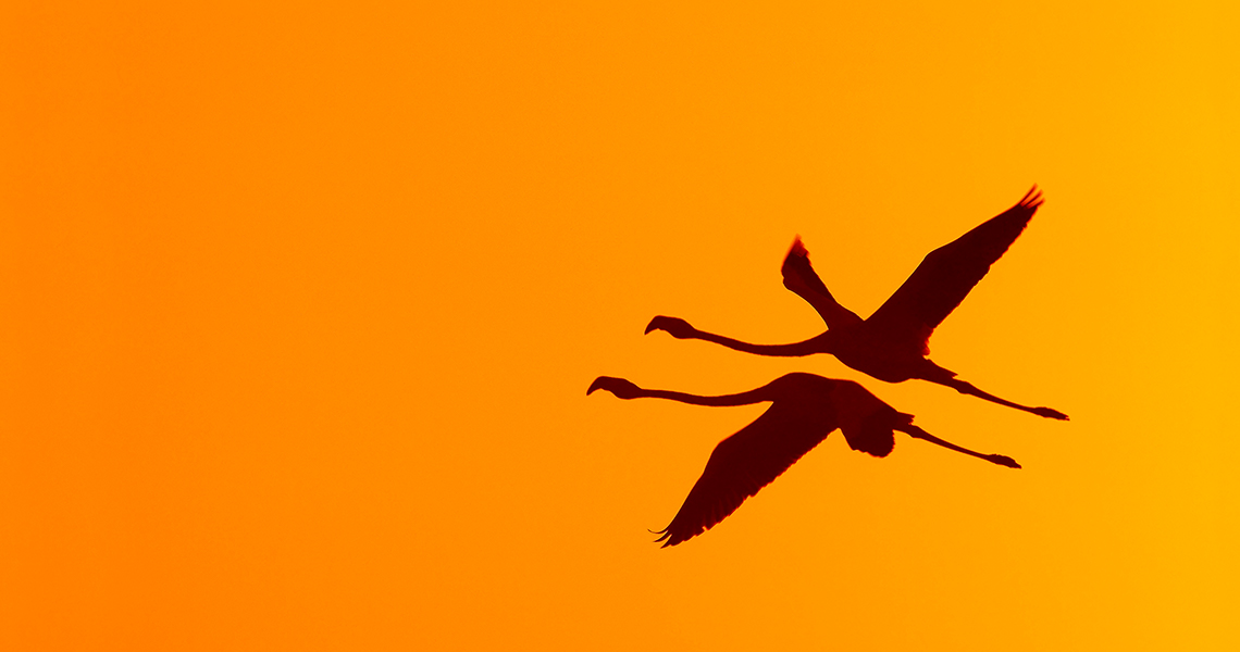 crossbill-guides-camargue-florafauna-09-bouke-ten-cate-flamingo