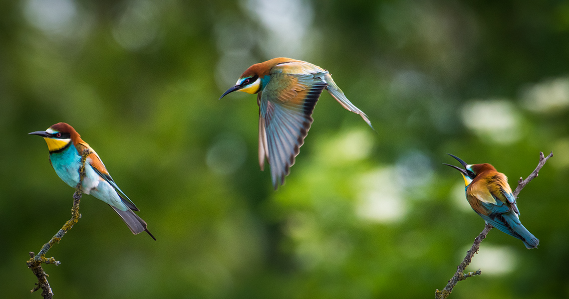 crossbill-guides-camargue-florafauna-12-stijn-smits-bee-eater
