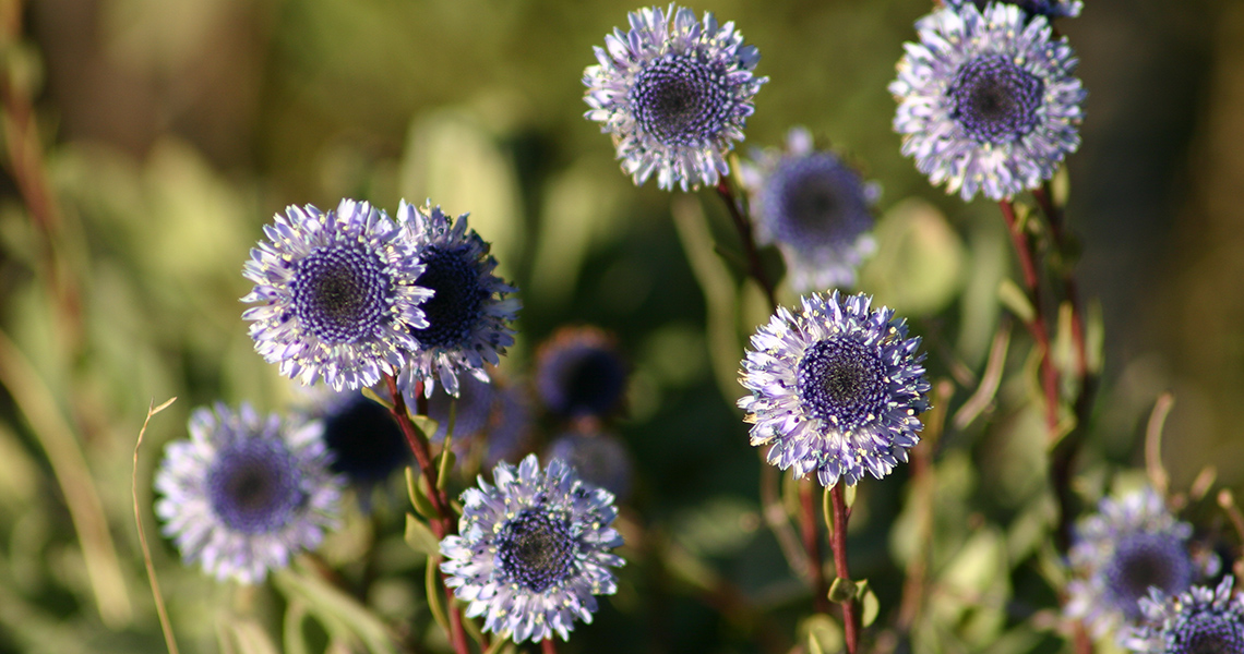 crossbill-guides-camargue-florafauna-13-dirk-hilbers-globularia-alypum