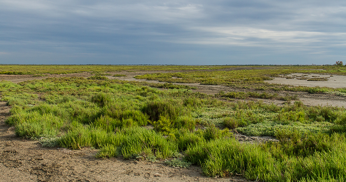 crossbill-guides-camargue-landscape-08-dirk-hilbers-saltmarsh-02