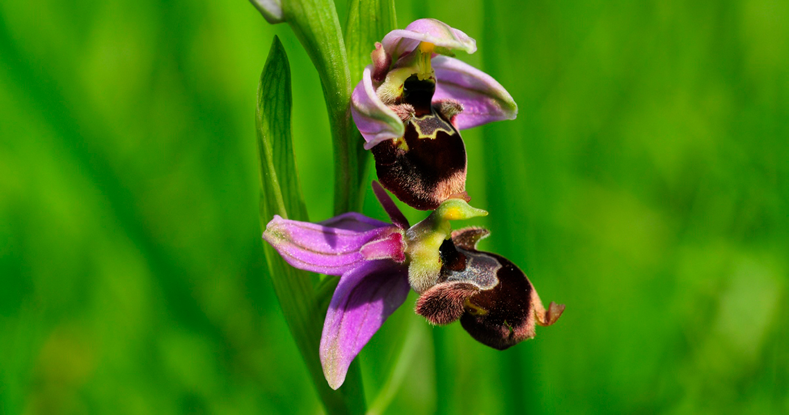 crossbill-guides-dordogne-florafauna-frank-jouandoudet-ophrys-scolopax