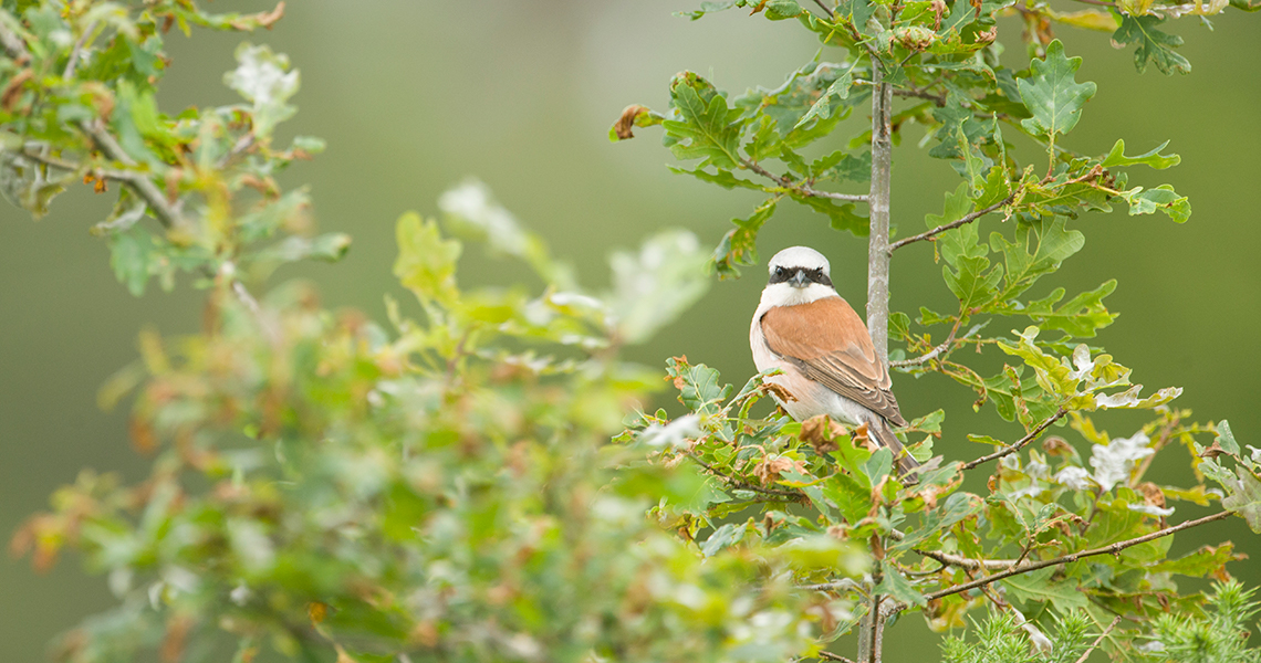 crossbill-guides-dordogne-florafauna-frank-jouandoudet-red-backed-shrike