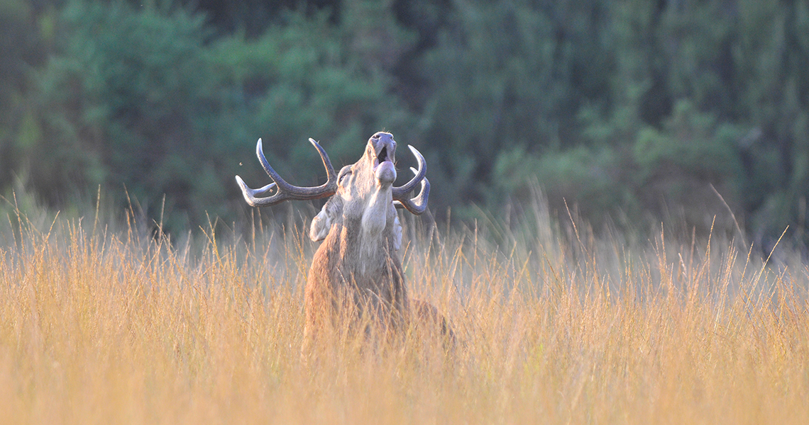 crossbill-guides-dordogne-florafauna-frank-jouandoudet-red-deer