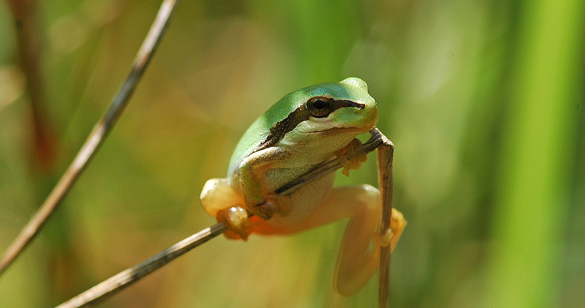 crossbill-guides-dordogne-florafauna-frank-jouandoudet-stripeless-tree-frog