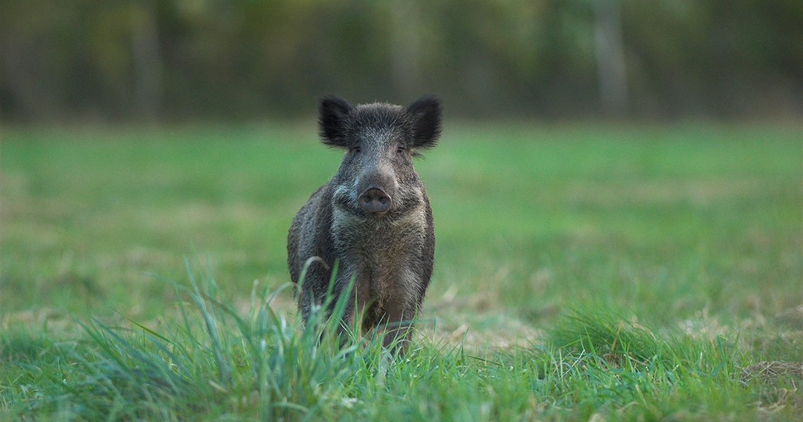 crossbill-guides-dordogne-florafauna-frank-jouandoudet-wild-boar