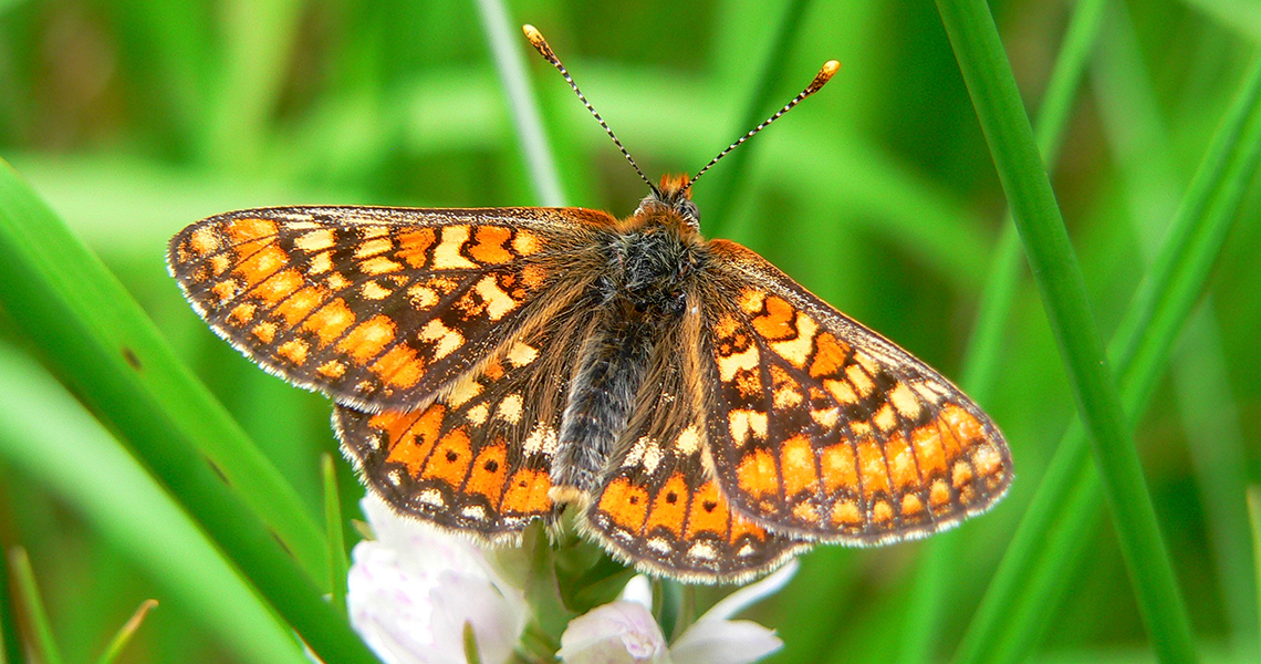 crossbill-guides-dordogne-florafauna-marsh-fritillary-david-simpson
