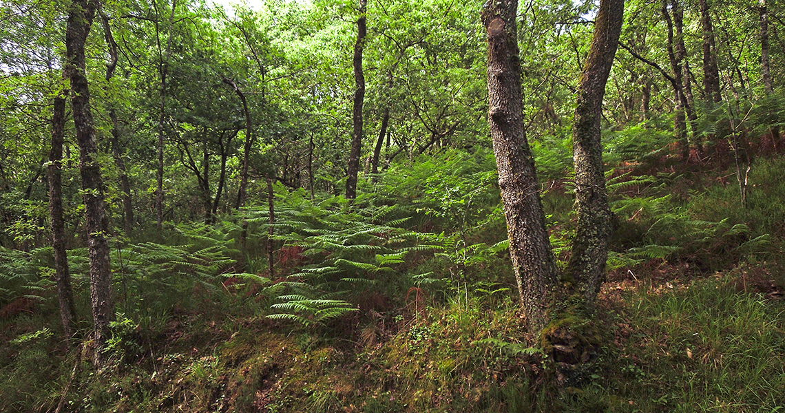crossbill-guides-dordogne-landscape-david-simpson-forest