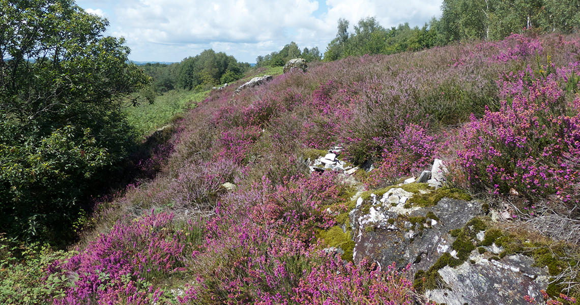 crossbill-guides-dordogne-landscape-david-simpson-heathland