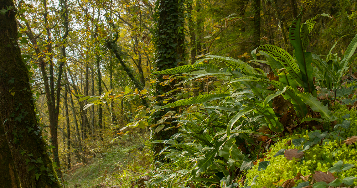 crossbill-guides-dordogne-landscape-dirk-hilbers-harts-fern