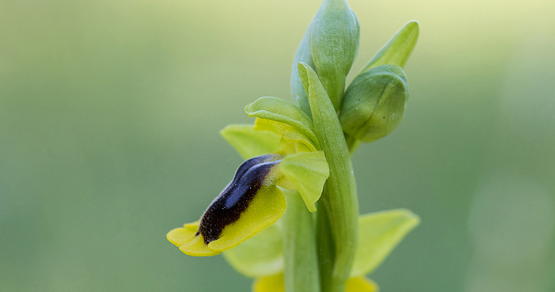 crossbill-guides-extremadura-florafauna-dirk-hilbers-01
