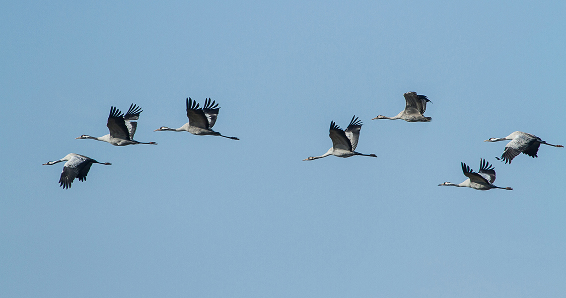 crossbill-guides-extremadura-florafauna-dirk-hilbers-02