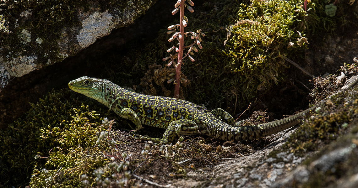 crossbill-guides-extremadura-florafauna-dirk-hilbers-03