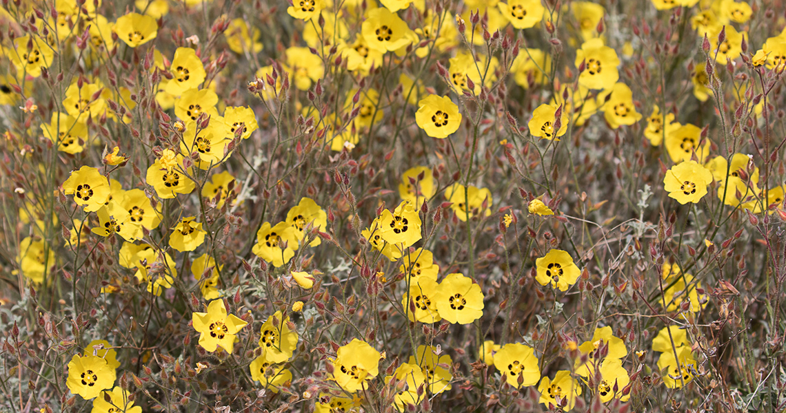 crossbill-guides-extremadura-florafauna-dirk-hilbers-04