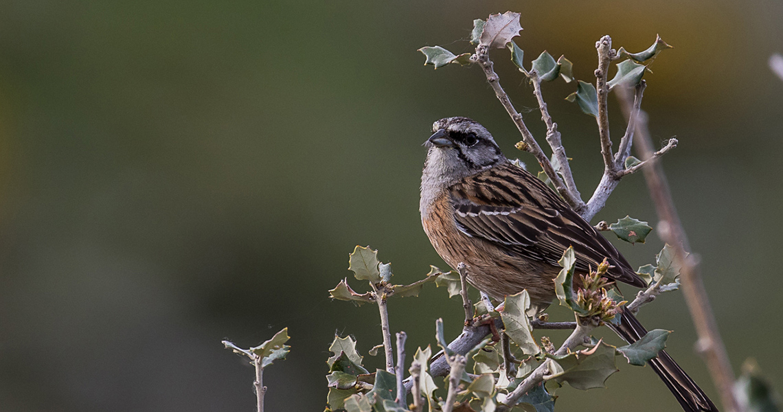 crossbill-guides-extremadura-florafauna-dirk-hilbers-06