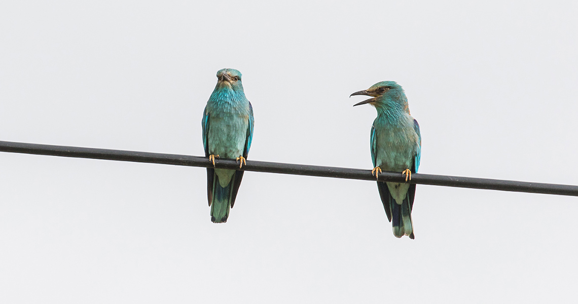 crossbill-guides-extremadura-florafauna-dirk-hilbers-07