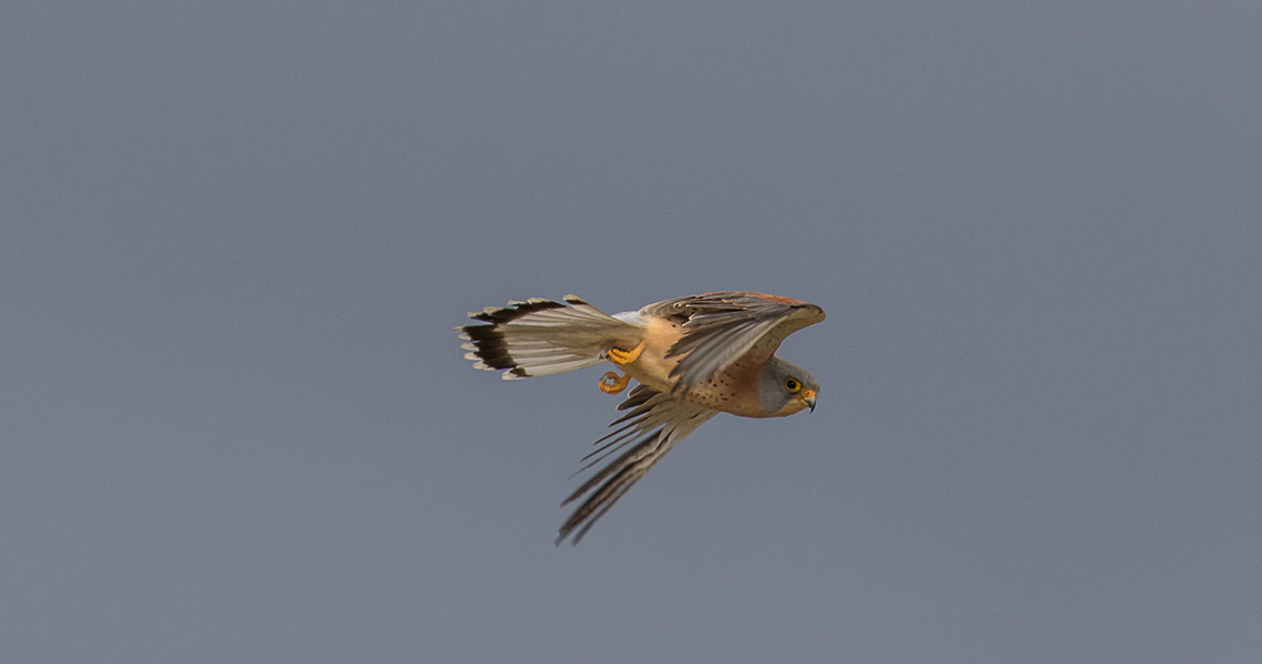 crossbill-guides-extremadura-florafauna-dirk-hilbers-08