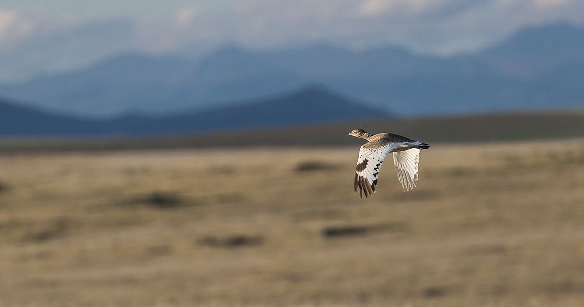 crossbill-guides-extremadura-florafauna-dirk-hilbers-09