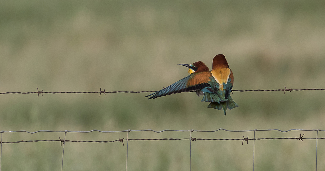 crossbill-guides-extremadura-florafauna-dirk-hilbers-10