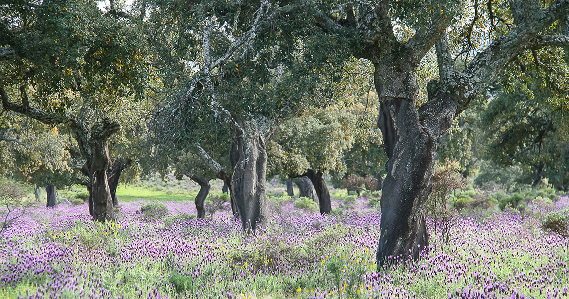 crossbill-guides-extremadura-landscape-dirk-hilbers-02