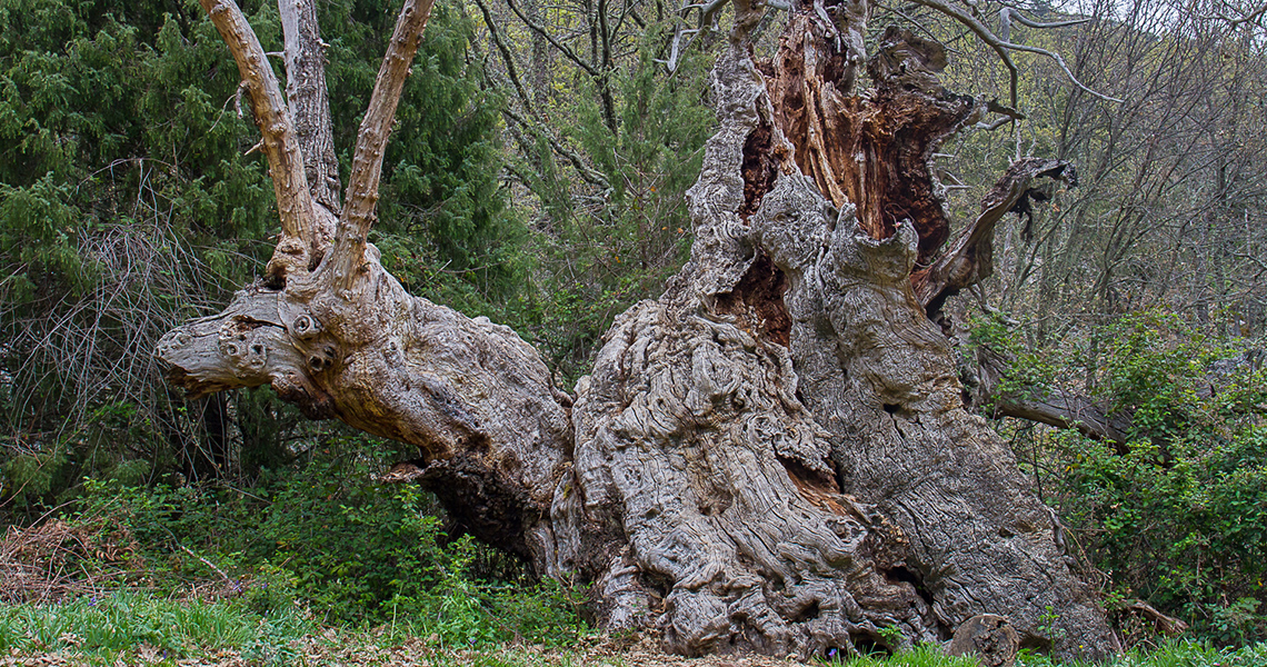 crossbill-guides-extremadura-landscape-dirk-hilbers-07