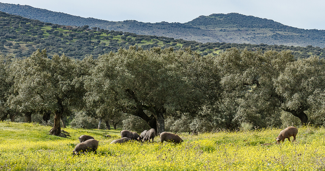 crossbill-guides-extremadura-landscape-dirk-hilbers-11