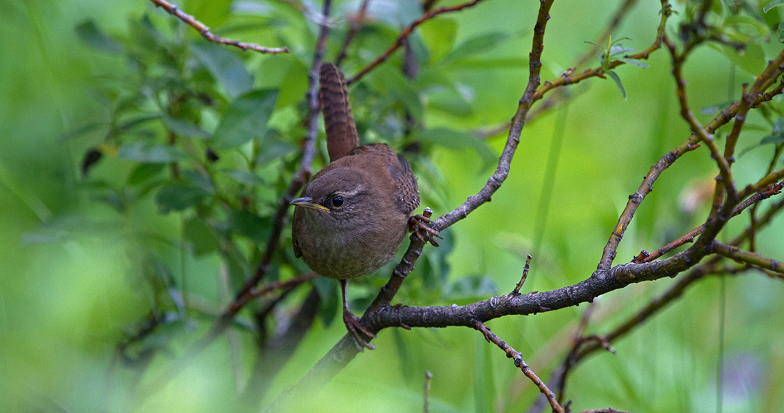 crossbill-guides-iceland-florafauna-dirk-hilbers-07