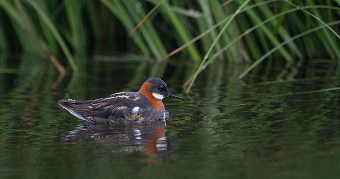 crossbill-guides-iceland-florafauna-dirk-hilbers-11