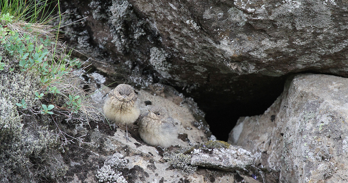 crossbill-guides-iceland-florafauna-dirk-hilbers-15