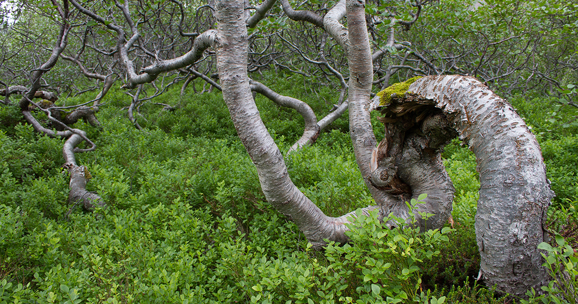 crossbill-guides-iceland-landscape-dirk-hilbers-02