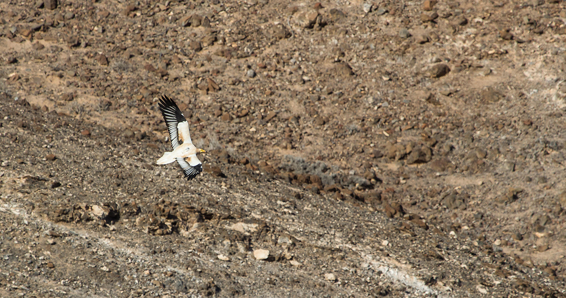 crossbillguides-fuerteventura-canary-islands-spain-florafauna-06-dirk-hilbers