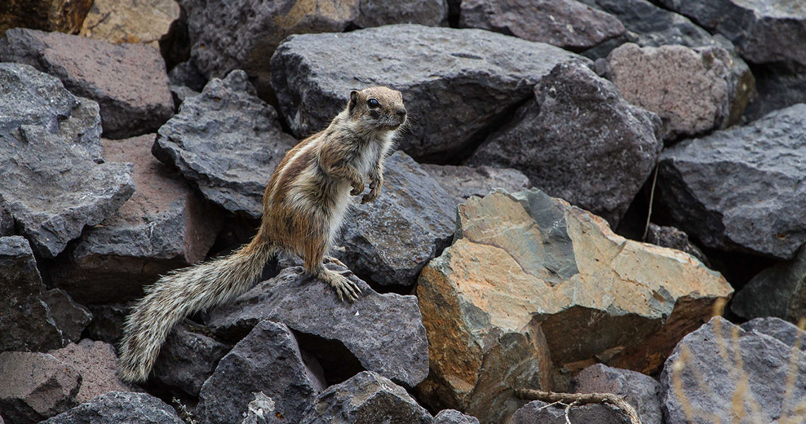 crossbillguides-fuerteventura-canary-islands-spain-florafauna-barbary-ground-squirrel-constant-swinkels