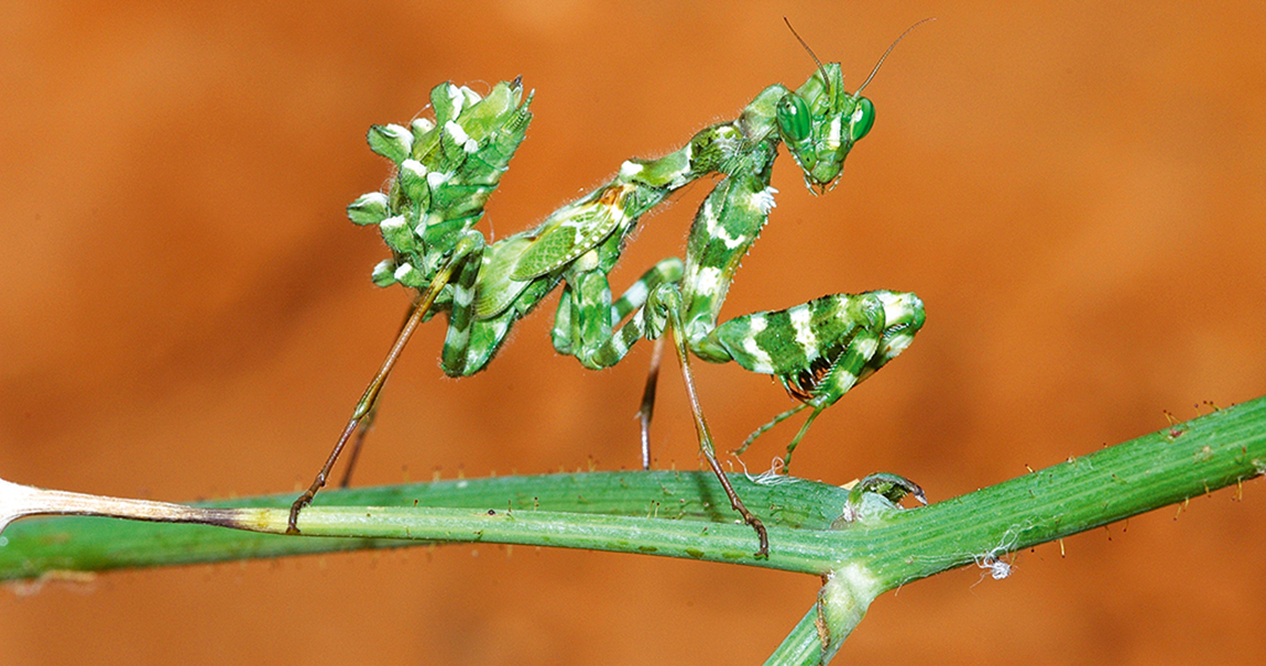 crossbillguides-fuerteventura-canary-islands-spain-florafauna-blepharopsis-mendica-oz-rittner