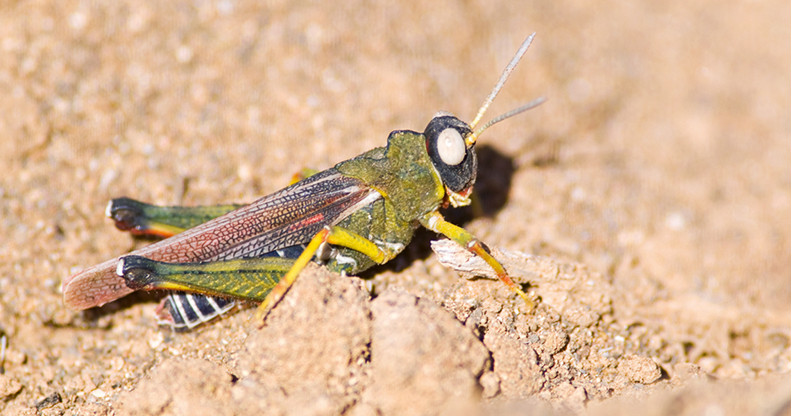 crossbillguides-fuerteventura-canary-islands-spain-florafauna-dericorys-lobata-rob-felix