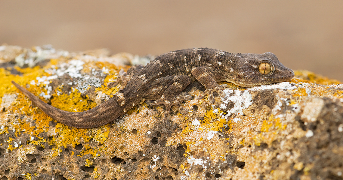crossbillguides-fuerteventura-canary-islands-spain-florafauna-east-canary-gecko-nicole-van-nijhuis
