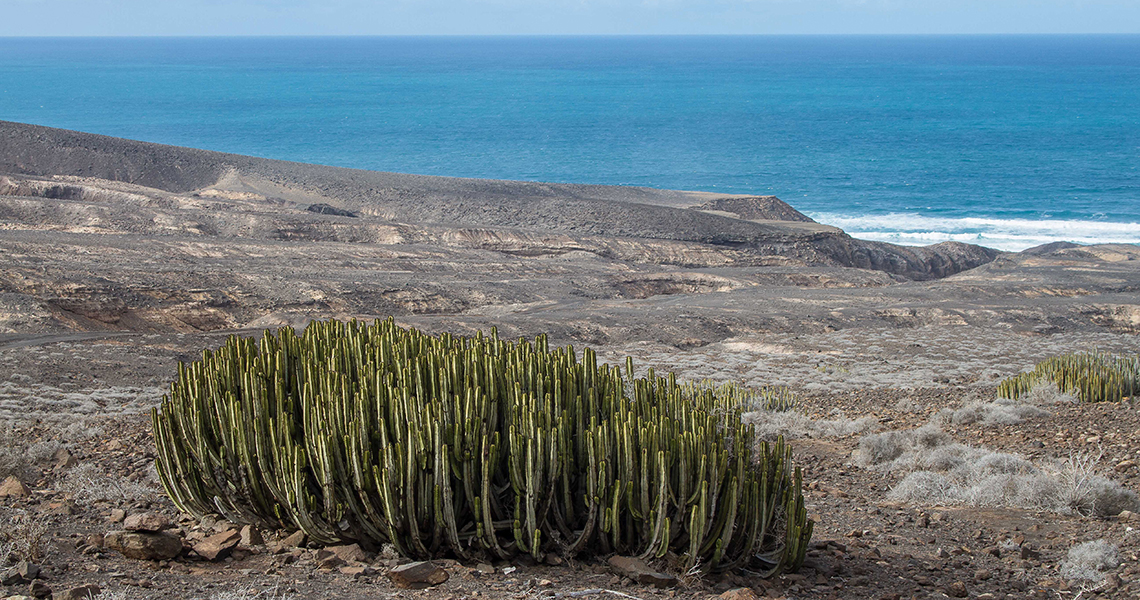 crossbillguides-fuerteventura-canary-islands-spain-florafauna-euphorbia-canariense-dirk-hilbers