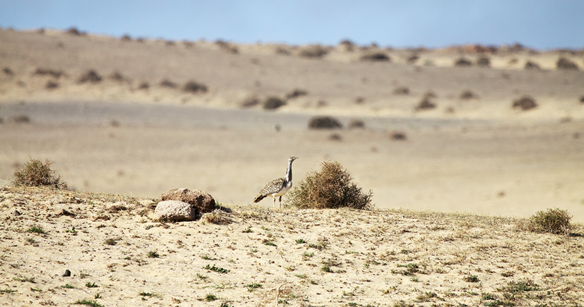crossbillguides-fuerteventura-canary-islands-spain-florafauna-houbara-david-boyer