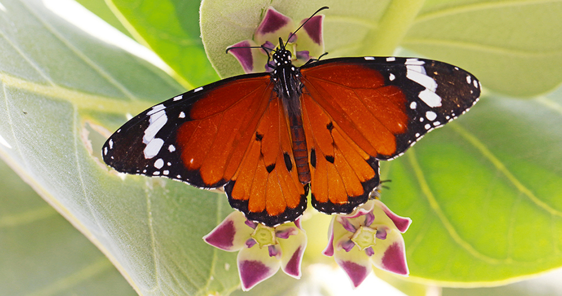 crossbillguides-fuerteventura-canary-islands-spain-florafauna-plain-tiger-constant-swinkels