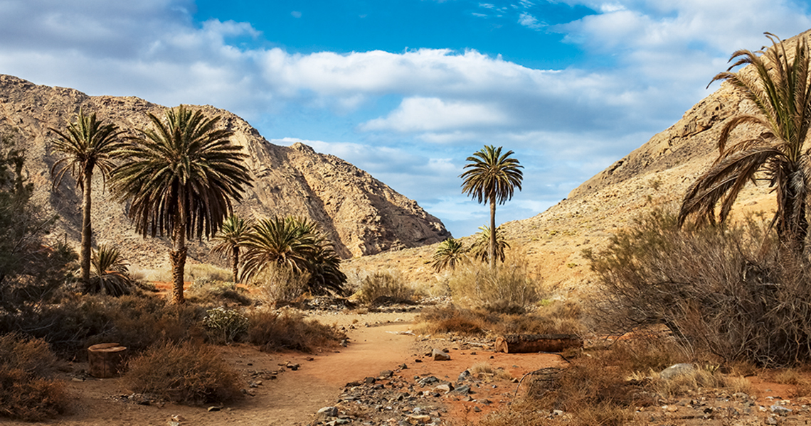 crossbillguides-fuerteventura-canary-islands-spain-landscape-vega-palma-constant-swinkels